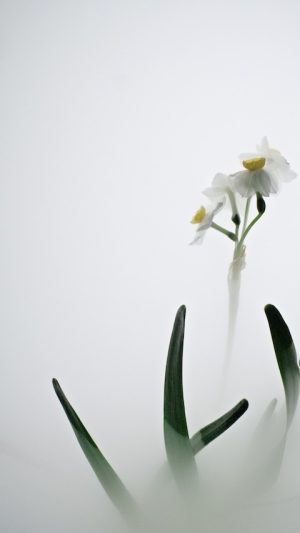 Still Life 007 – Daffodil